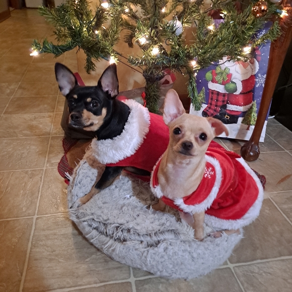 Meet Posher PittyPat - Picture 8 of 16